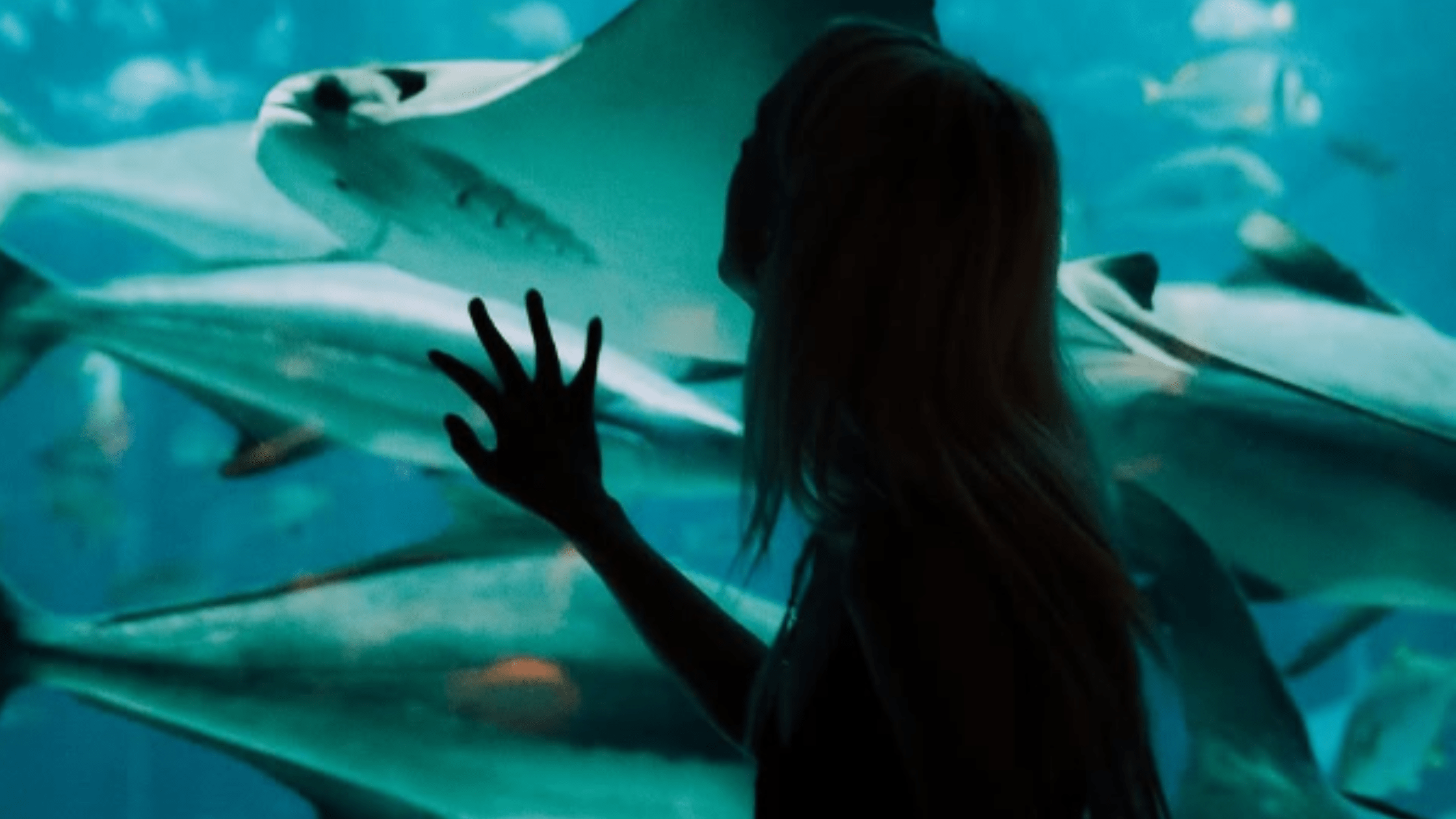Shark tunnel at Dubai Aquarium & Underwater Zoo
