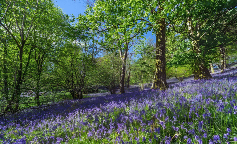 Spring Flowers in Europe Offer Nature’s Best Seasonal Escapes