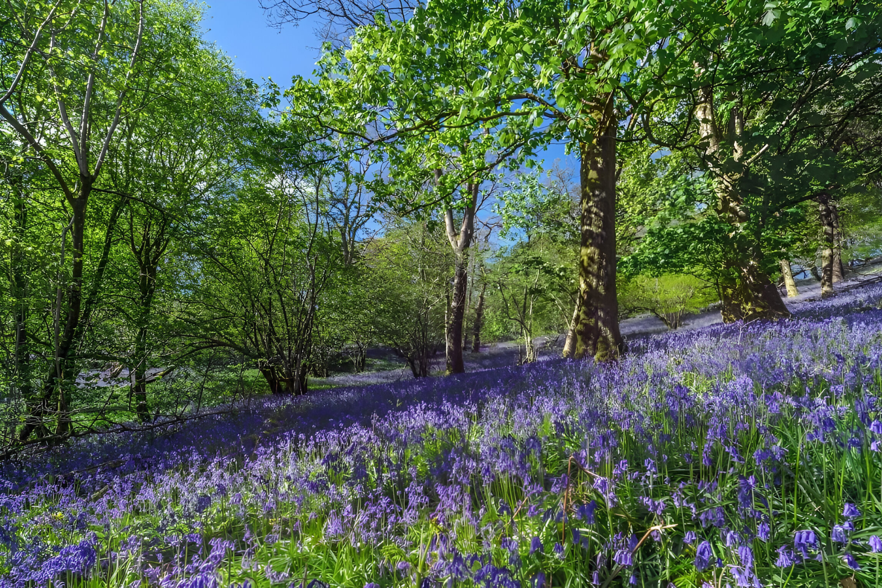 Spring Flowers in Europe Offer Nature’s Best Seasonal Escapes