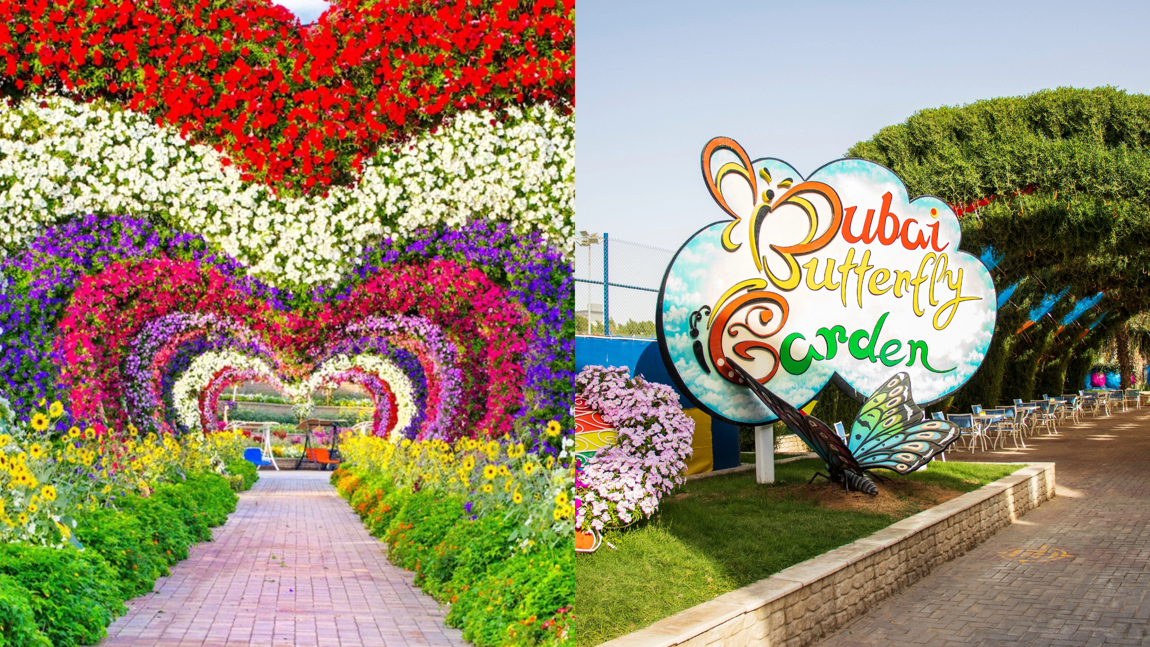 Image source: Official accounts of @Dubai Miracle Garden & @Dubai Butterfly Garden
