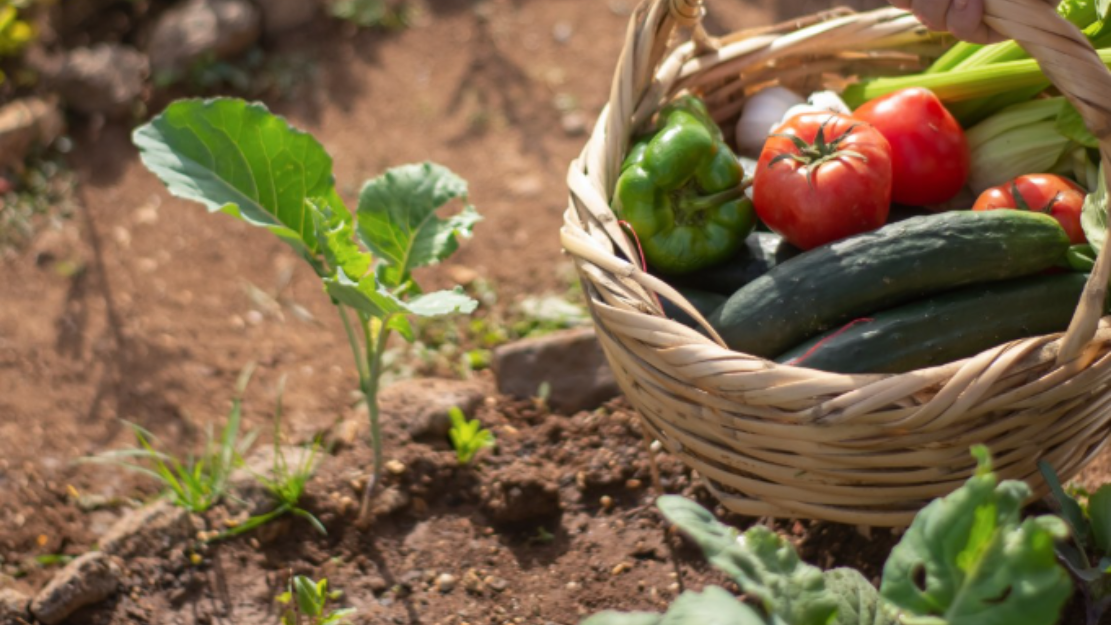Image source: Official account of @My Farm Dubai
