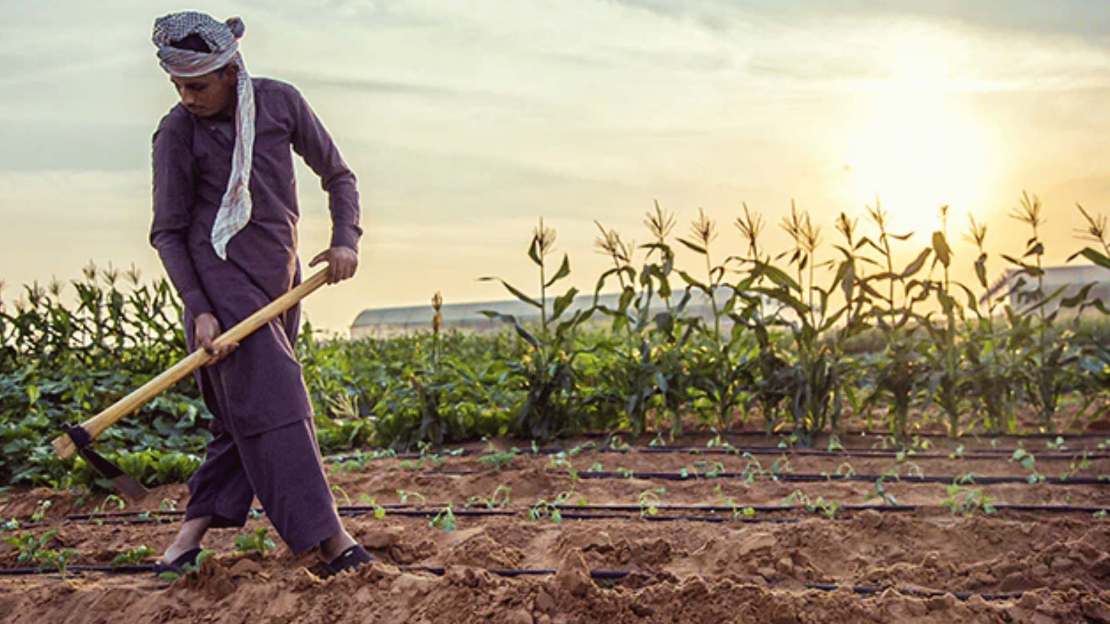 Image source: Official account of (emiratesbiofarm.com)