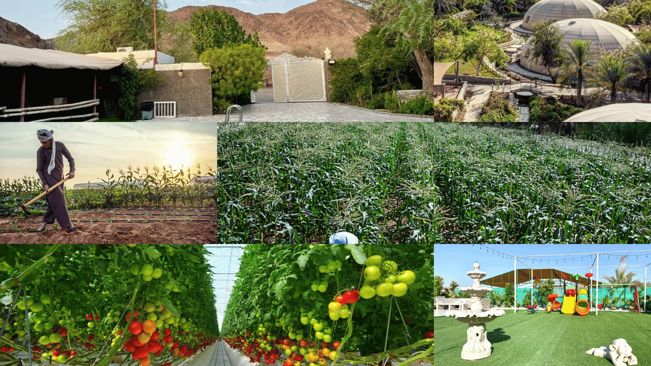 Seasonal Fruit Picking Farms You Can Visit in the UAE