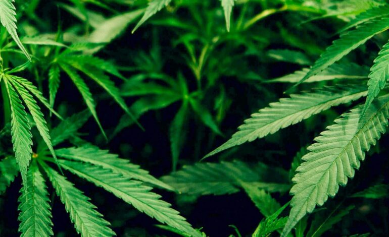 UAE Legalizes Medical Use of Hemp in Landmark Health Reform