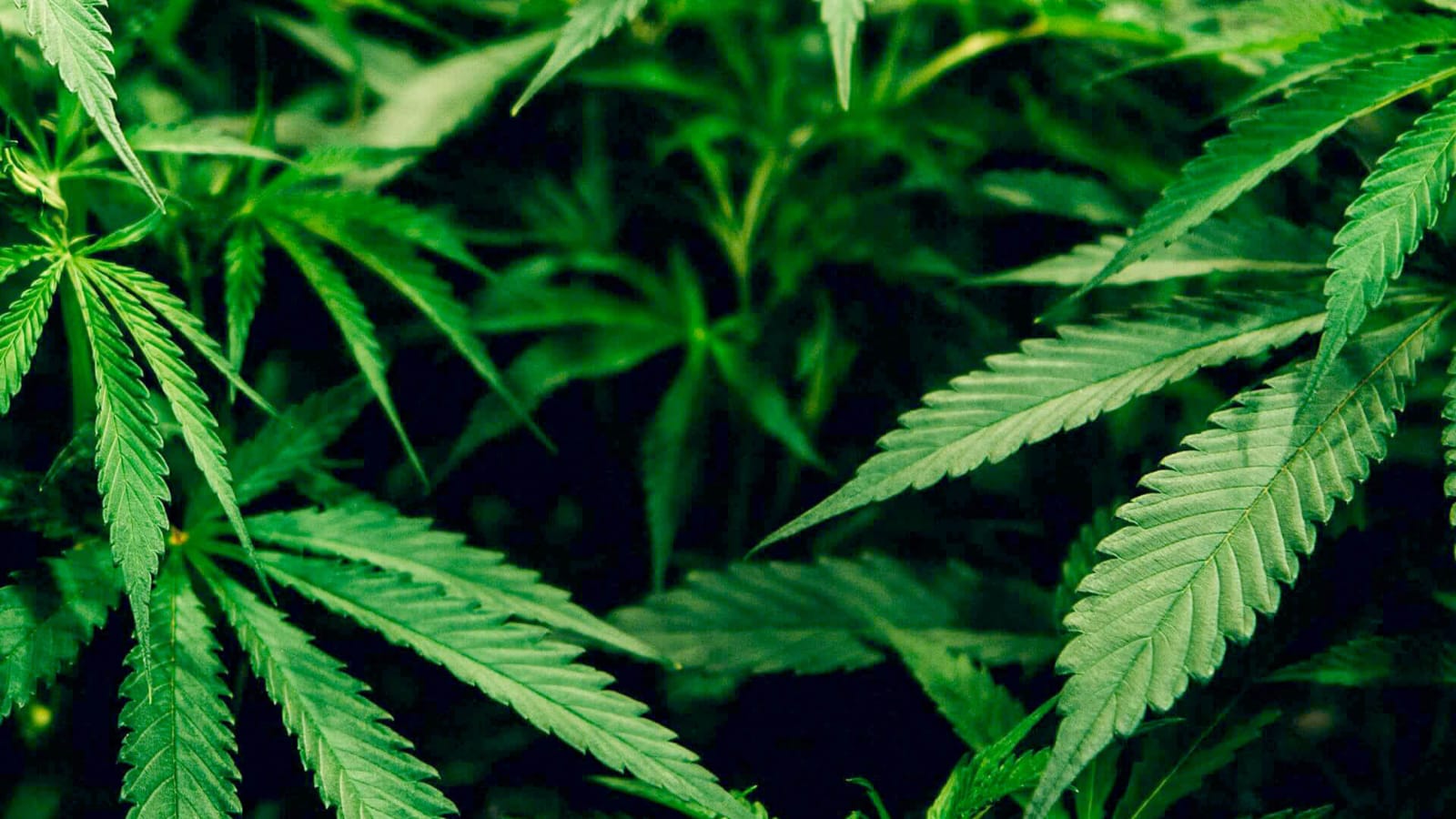 UAE Legalizes Medical Use of Hemp in Landmark Health Reform