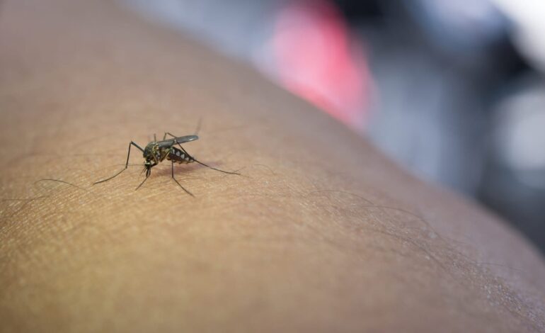 UAE Warns of Rising Mosquito Threat, Urges Vigilance